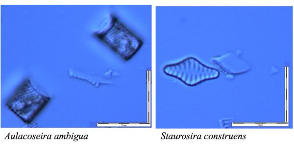 Light microscope photographs of Aulacoseira ambigua and Staurosirella construens, two of the dominant species throughout the diatomite core.